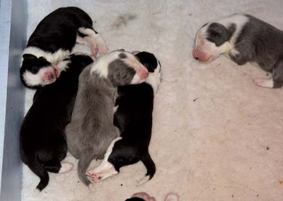 DMPups7163.jpg