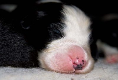 DMPups7184.jpg