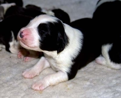 DMPups7254.jpg