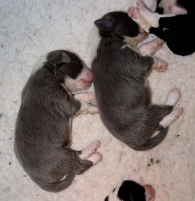 DMPups7258.jpg