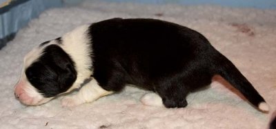 DMPups7264.jpg