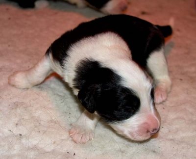 DMPups7265.jpg