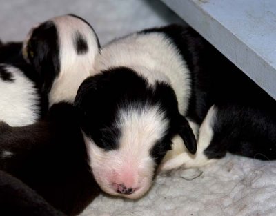 DMPups7269.jpg