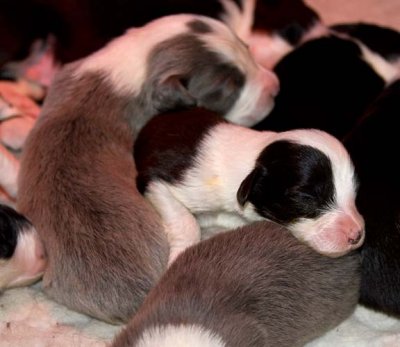 DMPups7283.jpg