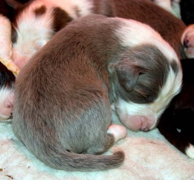 DMPups7284.jpg