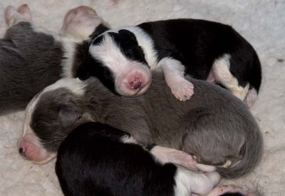 DMPups7276.jpg