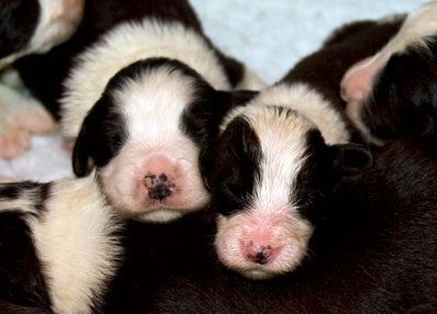 DMPups7297.jpg