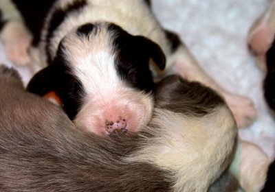 DMPups7300.jpg