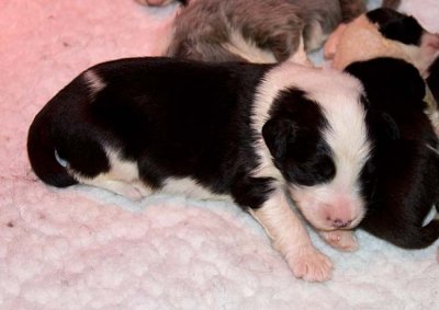 DMPups7304.jpg