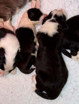 DMPups7307.jpg