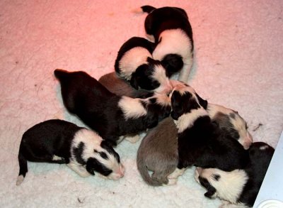DMPups7309.jpg