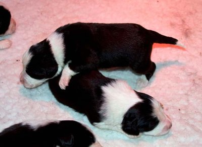 DMPups7316.jpg