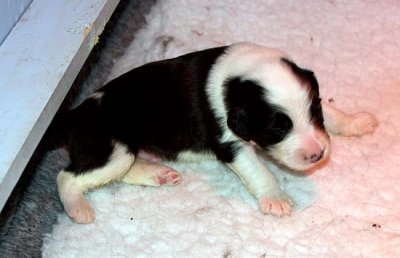 DMPups7317.jpg