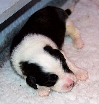 DMPups7318.jpg