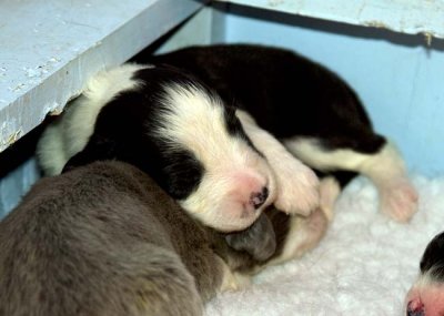 DMPups7336.jpg