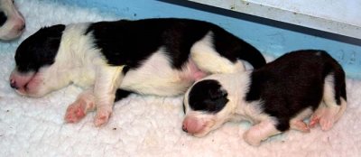 DMPups7337.jpg