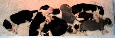 DMPups7342.jpg