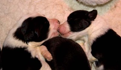 DMPups7347.jpg