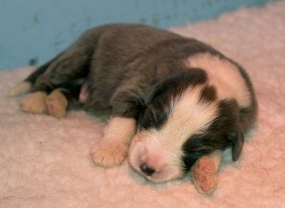 DMPups7350.jpg