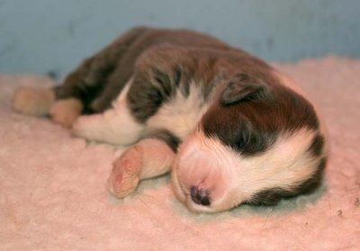DMPups7351.jpg