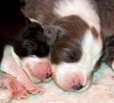 DMPups7356.jpg