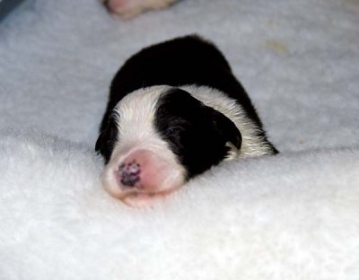 DMPups7360.jpg
