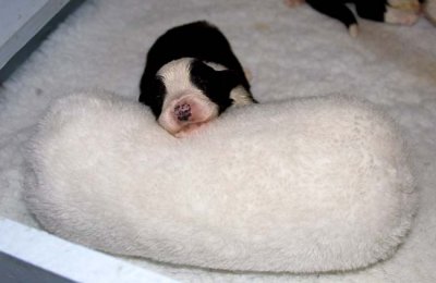DMPups7362.jpg