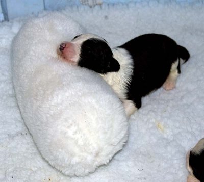 DMPups7364.jpg