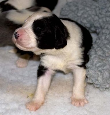 DMPups7365.jpg
