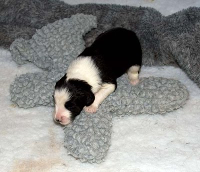 DMPups7366.jpg