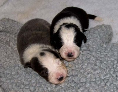 DMPups7372.jpg