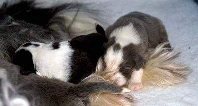 DMPups7375.jpg