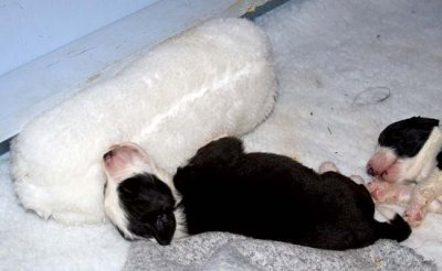 DMPups7376.jpg