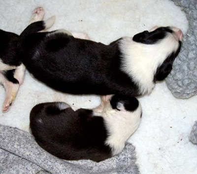 DMPups7378.jpg