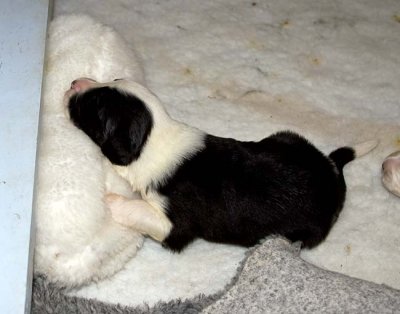 DMPups7382.jpg