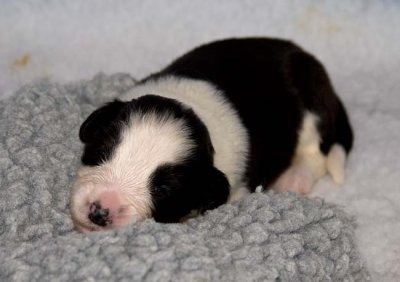 DMPups7386.jpg