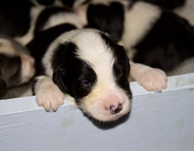 Danni x Merlin Litter - 12 to 14 days old