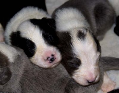 DMPups7392.jpg