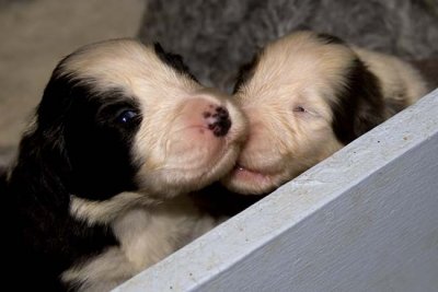 DMPups7398.jpg