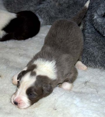 DMPups7402.jpg