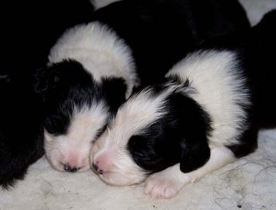 DMPups7409.jpg