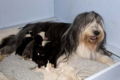 DMPups7411.jpg