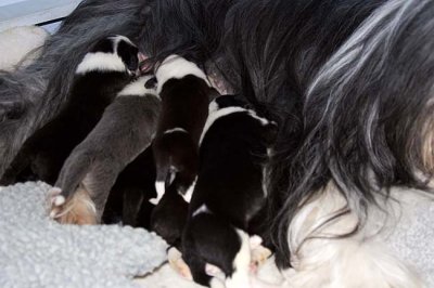 DMPups7412.jpg