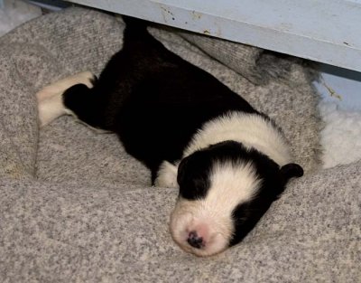 DMPups7413.jpg