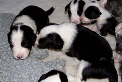 DMPups7416.jpg