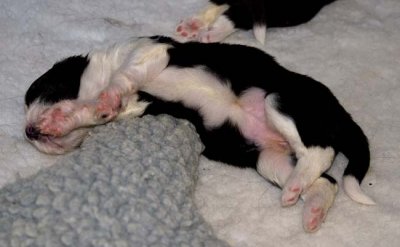 DMPups7418.jpg