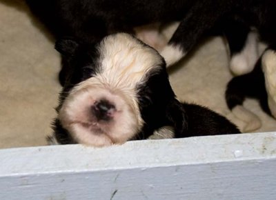 DMPups7421.jpg