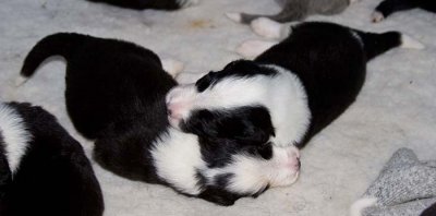 DMPups7425.jpg