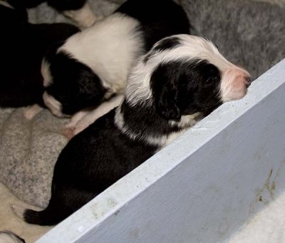 DMPups7438.jpg