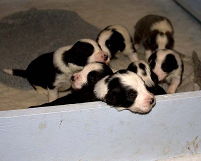 DMPups7442.jpg
